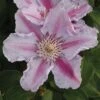 Clematis 'Tudor' -Garden Glory Sales CLEM T59449 A h