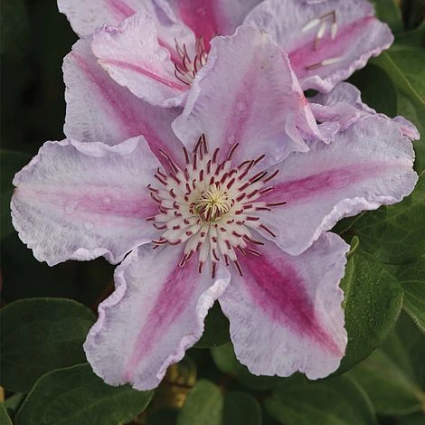 Clematis 'Tudor' 3 Clematis 'Tudor'