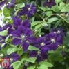 Clematis 'Étoile Violette' 1 Clematis 'Étoile Violette' -Garden Glory Sales CLEM T59455 B