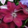 Clematis 'Westerplatte' -Garden Glory Sales CLEM T59463 A h