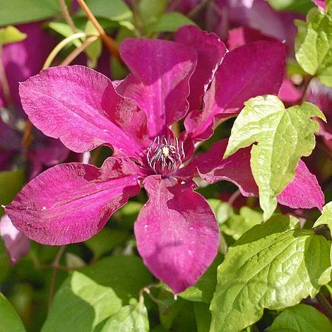 Clematis 'Westerplatte' 4 Clematis 'Westerplatte' - Image 2