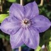 Clematis 'Xerxes' -Garden Glory Sales CLEM T59464 A h