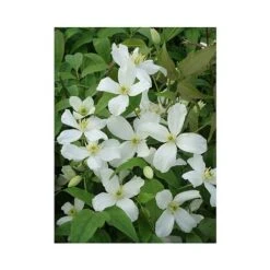 Clematis Montana 'Grandiflora' -Garden Glory Sales CLEM T66150 A h