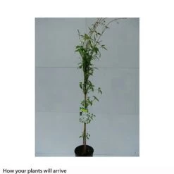 Clematis Montana 'Grandiflora' -Garden Glory Sales CLEM T66150 B h