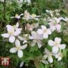 Clematis Montana 'Rubens' 1 Clematis Montana 'Rubens' -Garden Glory Sales CLEM T66151 A