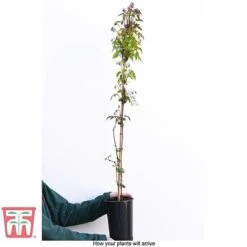 Clematis Montana 'Rubens' 10 Clematis Montana 'Rubens' -Garden Glory Sales CLEM T66151 C