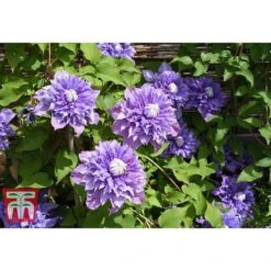 Clematis 'Multi Blue' 11 Clematis 'Multi Blue' -Garden Glory Sales CLEM T66153 A