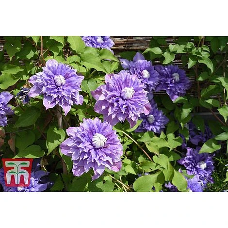 Clematis 'Multi Blue' 7 Clematis 'Multi Blue' - Image 5