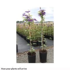 Clematis 'Multi Blue' 9 Clematis 'Multi Blue' -Garden Glory Sales CLEM T66153 B h