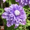 Clematis 'Multi Blue' -Garden Glory Sales CLEM T66153 C1