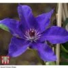 Clematis 'The President' -Garden Glory Sales CLEM T66160 A