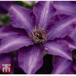 Clematis 'The President' -Garden Glory Sales CLEM T66160 C
