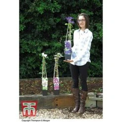 Clematis 'The President' -Garden Glory Sales CLEM T66160 E