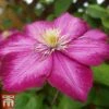Clematis 'Ville De Lyon' -Garden Glory Sales CLEM T66161 B