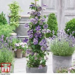 Clematis Florida 'Taiga' -Garden Glory Sales CLEM T71512 B1