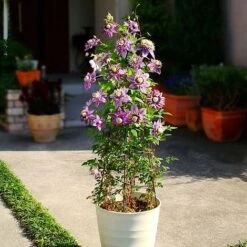 Clematis Florida 'Taiga' -Garden Glory Sales CLEM T71512 B h