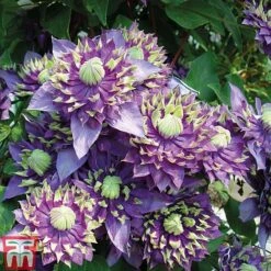 Clematis Florida 'Taiga' -Garden Glory Sales CLEM T71512 E