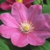 Clematis Abilene™ Evipo027 -Garden Glory Sales CLEM T77102 A h
