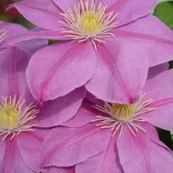 Clematis Alaina™ Evipo056 -Garden Glory Sales CLEM T77103 B h