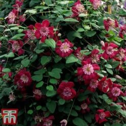 Clematis Avant-Garde™ Evipo033 -Garden Glory Sales CLEM T77107 C