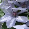 Clematis Bernadine™ Evipo061 -Garden Glory Sales CLEM T77108 A h