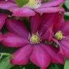Clematis Bourbon™ Evipo018 -Garden Glory Sales CLEM T77109 A h