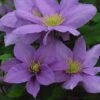 Clematis Cezanne™ Evipo023 2 Clematis Cezanne™ Evipo023 -Garden Glory Sales CLEM T77110 A h