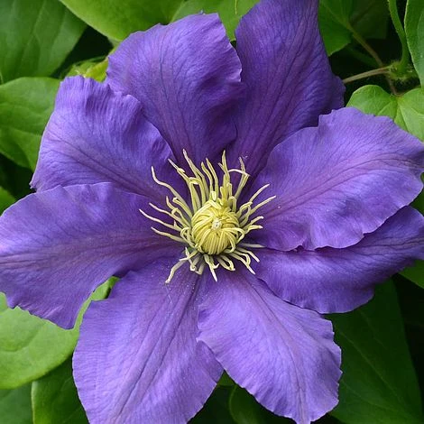 Clematis Chevalier™ Evipo040 4 Clematis Chevalier™ Evipo040 - Image 2