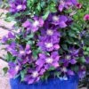 Clematis Chevalier™ Evipo040 2 Clematis Chevalier™ Evipo040 -Garden Glory Sales CLEM T77113 B h