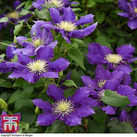 Clematis Chevalier™ Evipo040 5 Clematis Chevalier™ Evipo040 - Image 3