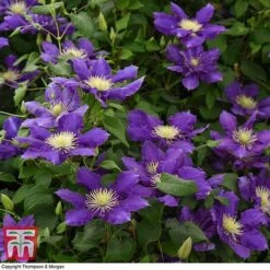Clematis Chevalier™ Evipo040 10 Clematis Chevalier™ Evipo040 -Garden Glory Sales CLEM T77113 D