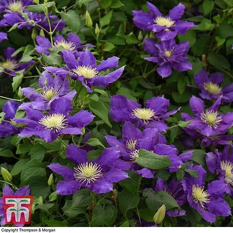 Clematis Chevalier™ Evipo040 6 Clematis Chevalier™ Evipo040 - Image 4