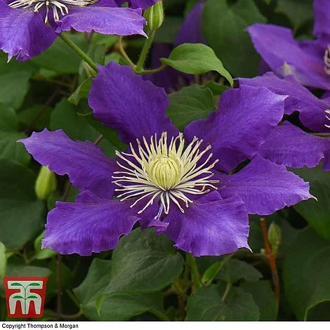 Clematis Chevalier™ Evipo040 7 Clematis Chevalier™ Evipo040 - Image 5