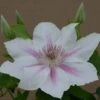 Clematis Corinne™ Evipo063 -Garden Glory Sales CLEM T77114 A h