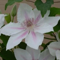Clematis Corinne™ Evipo063 -Garden Glory Sales CLEM T77114 B h