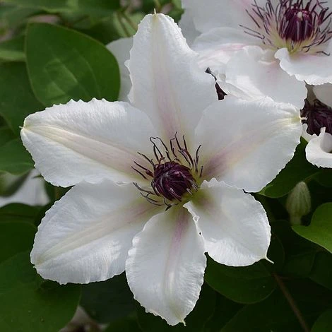 Clematis The Countess Of Wessex™ Evipo073 4 Clematis The Countess Of Wessex™ Evipo073 - Image 2