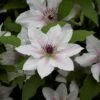 Clematis The Countess Of Wessex™ Evipo073 2 Clematis The Countess Of Wessex™ Evipo073 -Garden Glory Sales CLEM T77115 C h