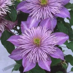 Clematis Crystal Fountain™ Evipo038 -Garden Glory Sales CLEM T77116 A h