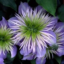 Clematis Crystal Fountain™ Evipo038 -Garden Glory Sales CLEM T77116 B h