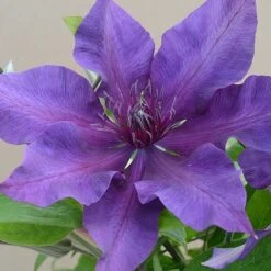 Clematis Fleuri™ Evipo042