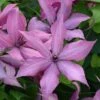 Clematis Giselle™ Evipo051 2 Clematis Giselle™ Evipo051 -Garden Glory Sales CLEM T77122 A h