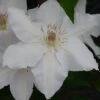 Clematis Hyde Hall™ Evipo009 -Garden Glory Sales CLEM T77123 A h