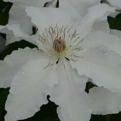 Clematis Hyde Hall™ Evipo009 -Garden Glory Sales CLEM T77123 C h
