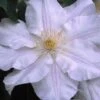 Clematis Ice Blue™ Evipo003 -Garden Glory Sales CLEM T77124 A h
