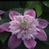Clematis Josephine™ Evijohill -Garden Glory Sales CLEM T77125 A h