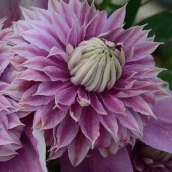 Clematis Josephine&trade; Evijohill -Garden Glory Sales CLEM T77125 C h