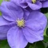 Clematis Kingfisher™ Evipo037 -Garden Glory Sales CLEM T77126 A h