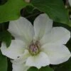 Clematis Kitty™ Evipo097 2 Clematis Kitty™ Evipo097 -Garden Glory Sales CLEM T77127 A h