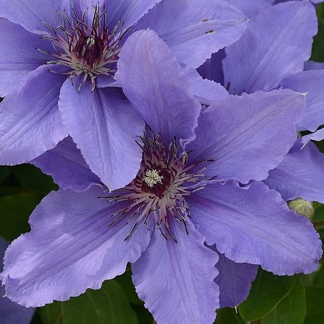 Clematis Parisienne™ Evipo019 3 Clematis Parisienne™ Evipo019