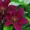 Clematis Picardy™ Evipo024 -Garden Glory Sales CLEM T77130 A h